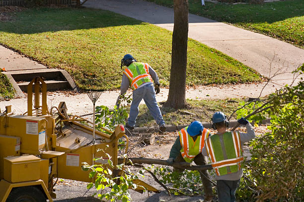 Best Utility Line Clearance  in Llano Grande, TX