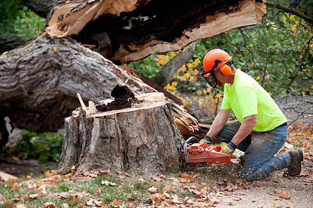 Best Emergency Tree Removal  in Llano Grande, TX