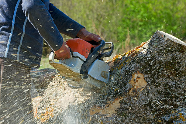 Best Grass Overseeding  in Llano Grande, TX