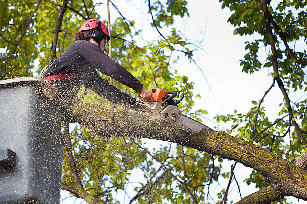 Mulching Services in Llano Grande, TX